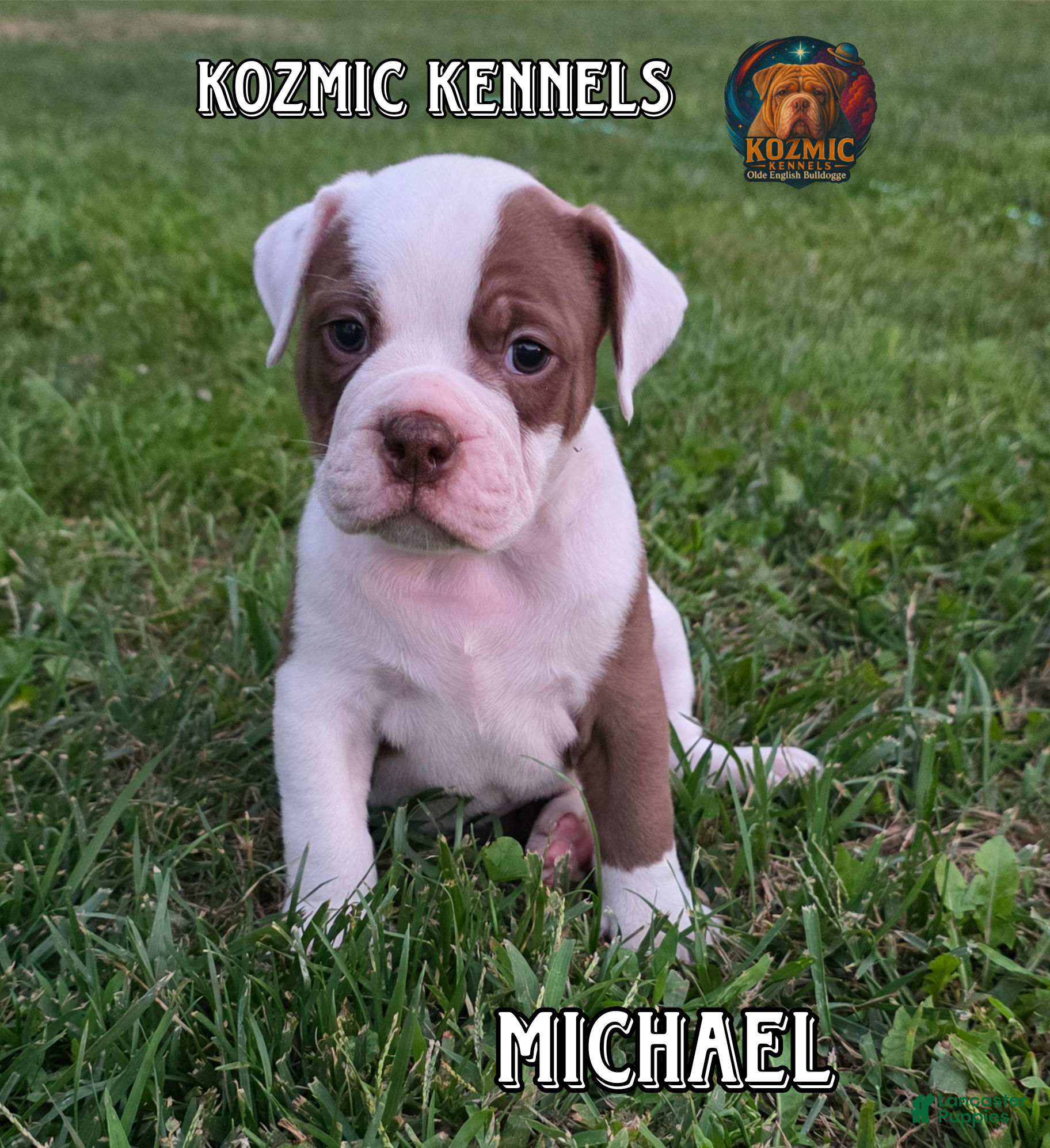 White Johnson Kennels 100 Johnson American Bulldog Puppies For