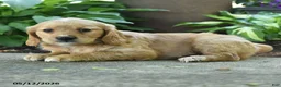 Miniature Golden Retriever dogs for sale: Faith - Ad 3