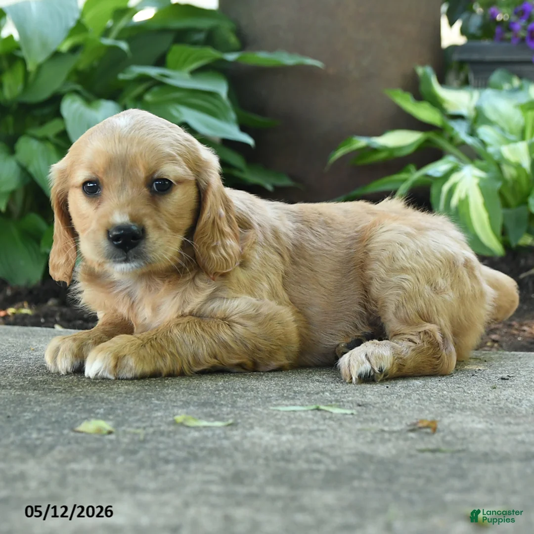 Miniature Golden Retriever dogs for sale: Faith - Ad 3
