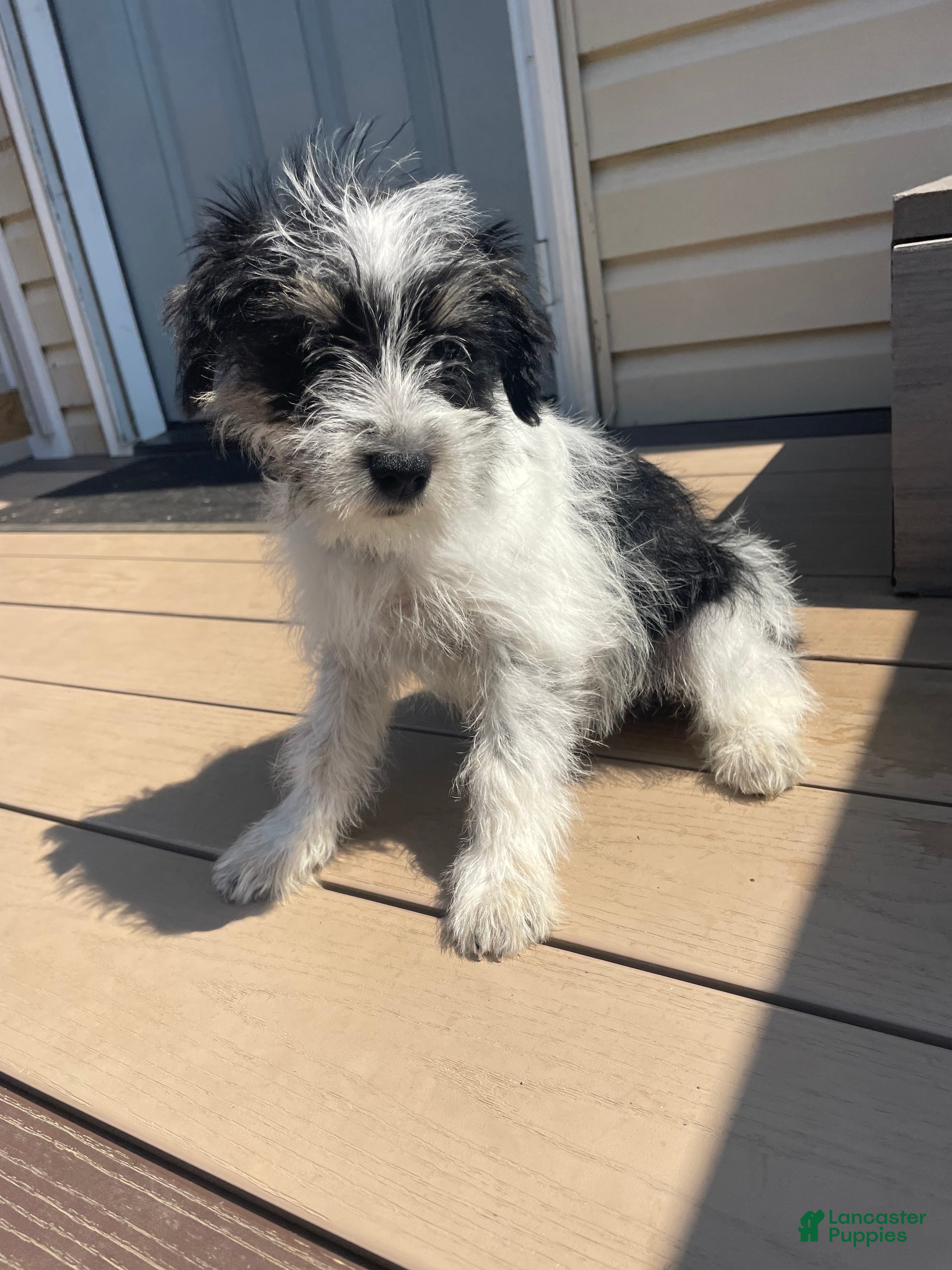 Miniature Schnauzer dogs Winnie - Ad 6