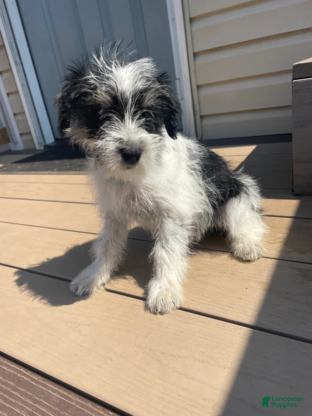 Miniature Schnauzer dogs for sale: Winnie - Ad 2