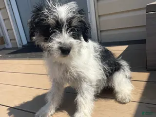 Miniature Schnauzer dogs Winnie - Ad 4