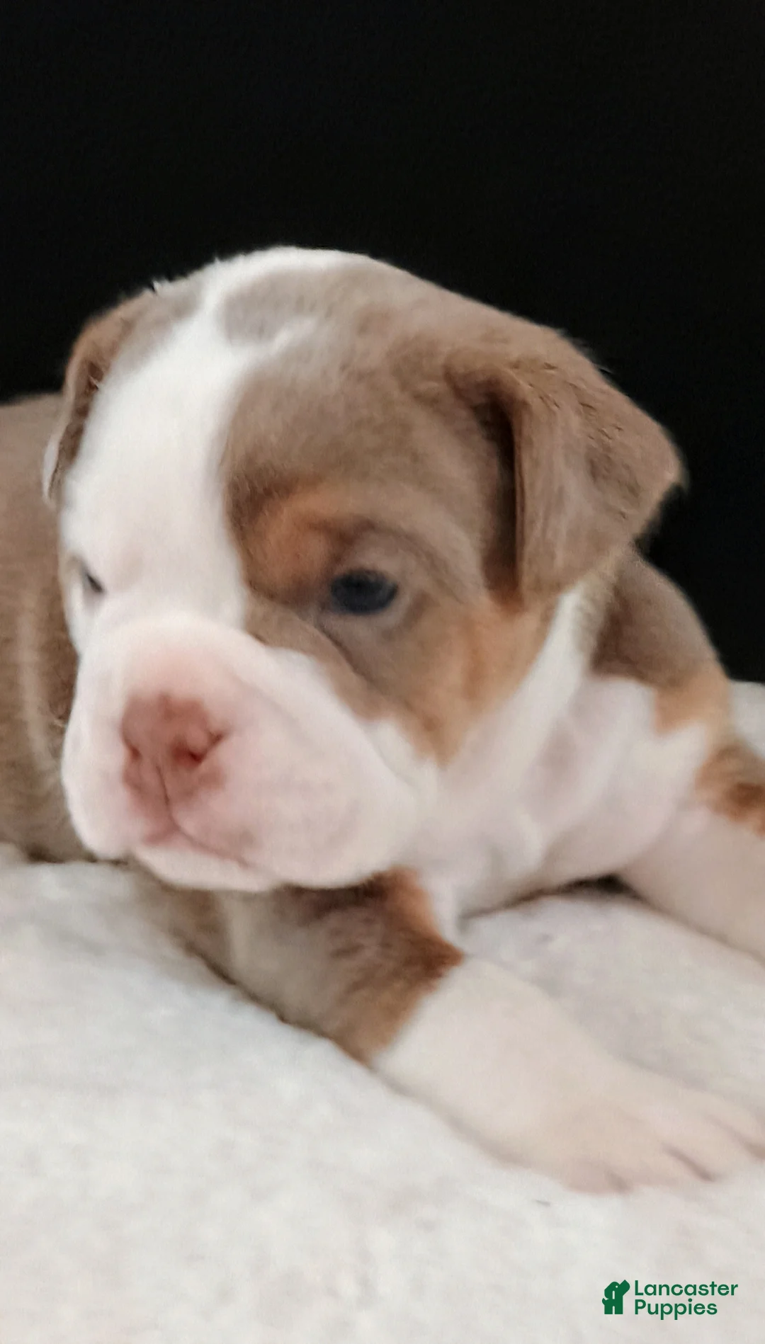 Olde English Bulldogge dogs for sale: Dudley Bulldogges Hera - Ad 4