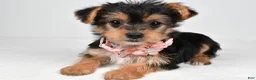 Yorkshire Terrier dogs for sale: Melody - Ad 2