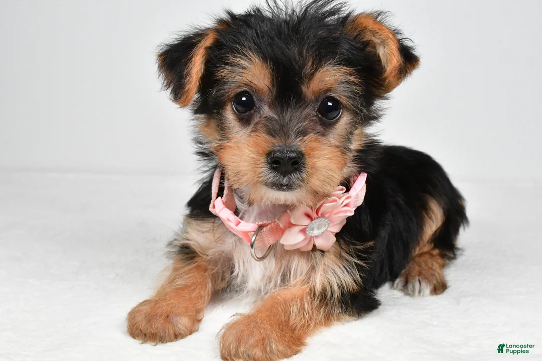 Yorkshire Terrier dogs for sale: Melody - Ad 2