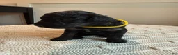 Mixed Breed dogs for sale: Ace - Ad 3