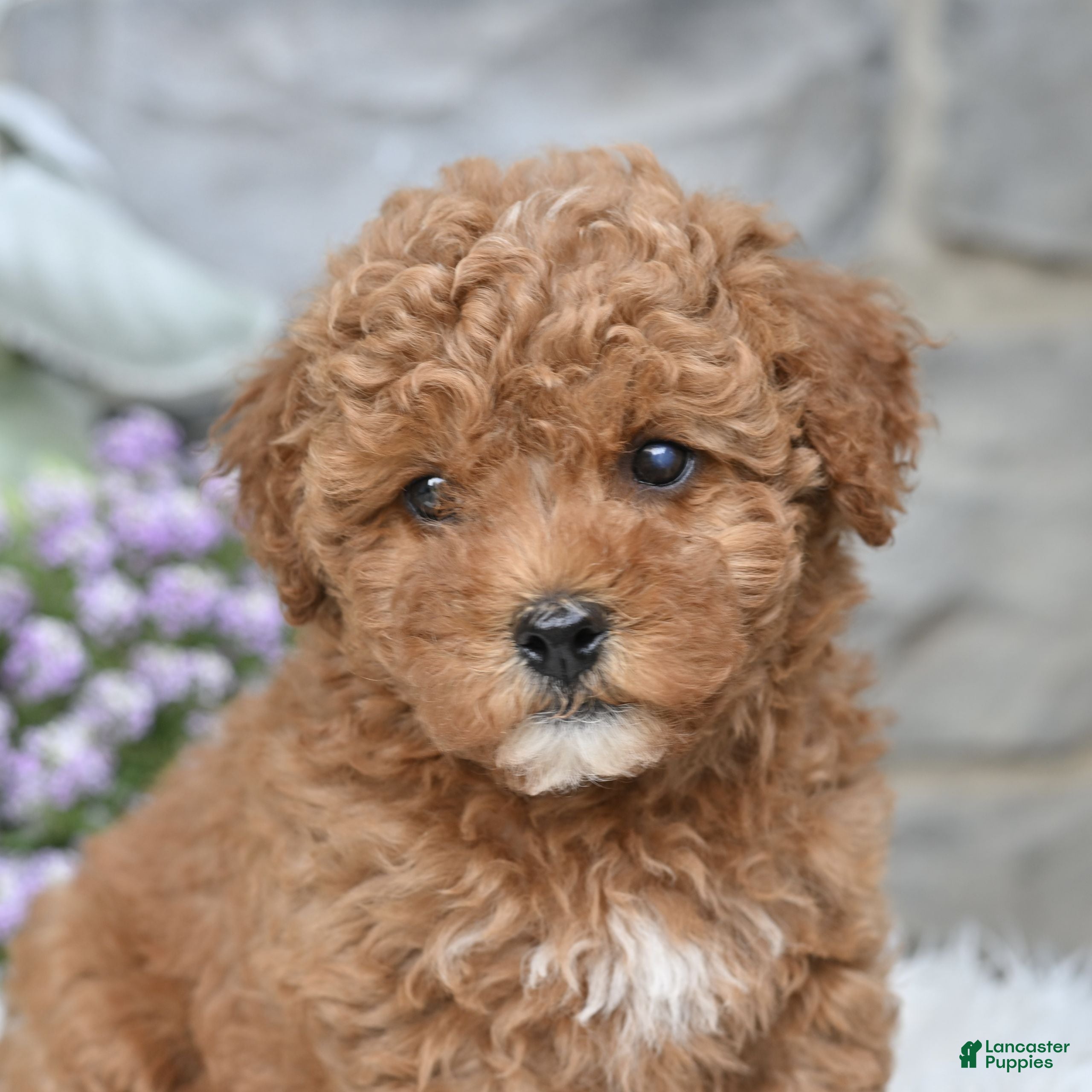 Havapoo dogs Aiden - Ad 2