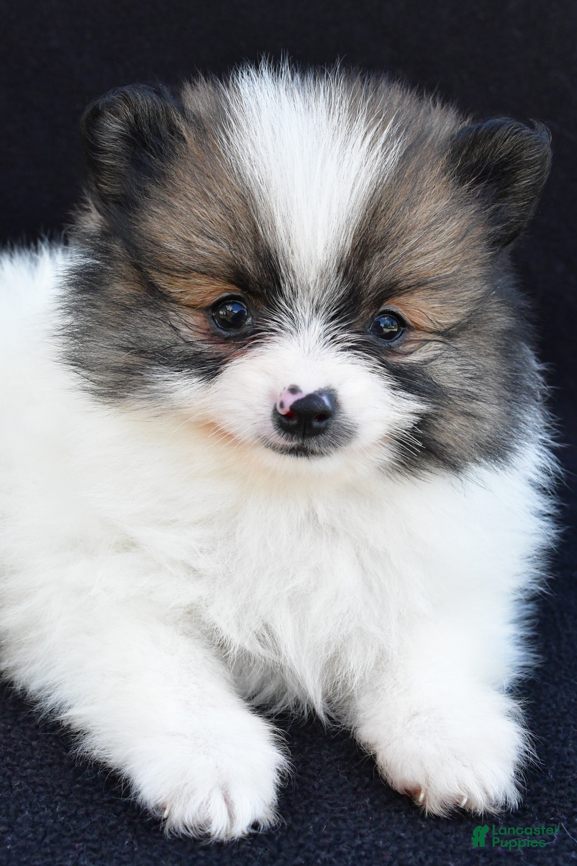Pomeranian dogs Ollie - Ad 2