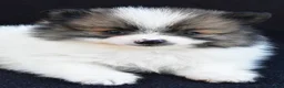 Pomeranian dogs for sale: Ollie - Ad 4