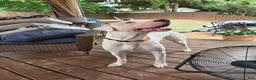 Dogo Argentino dogs for stud: FOR STUD SERVICES  - Ad 7