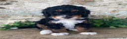 Mini Bernedoodle dogs for sale: Jester - Ad 5
