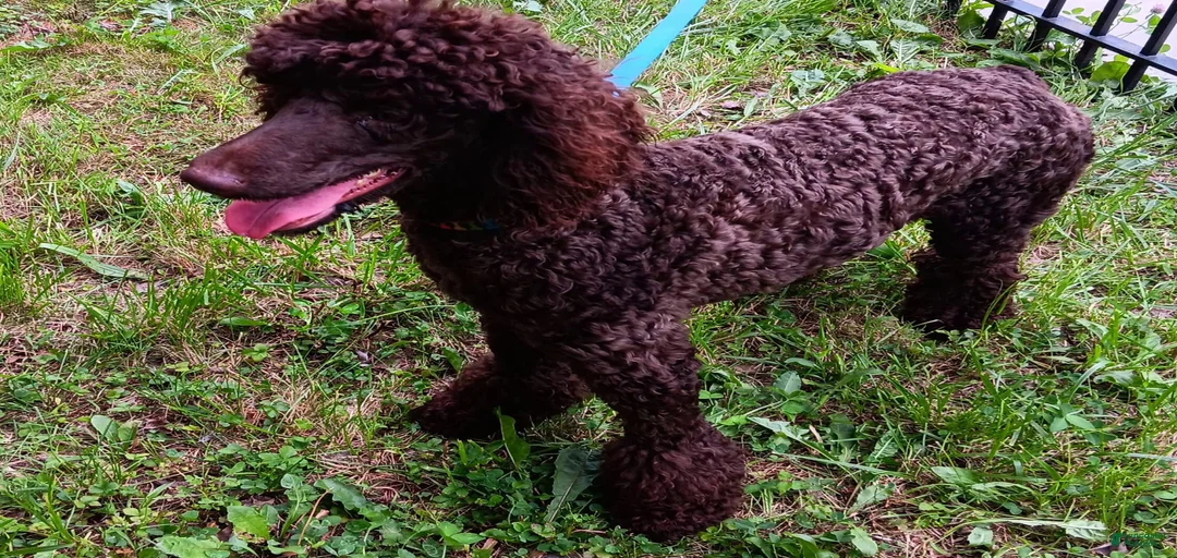 Gallery Image {{count}}