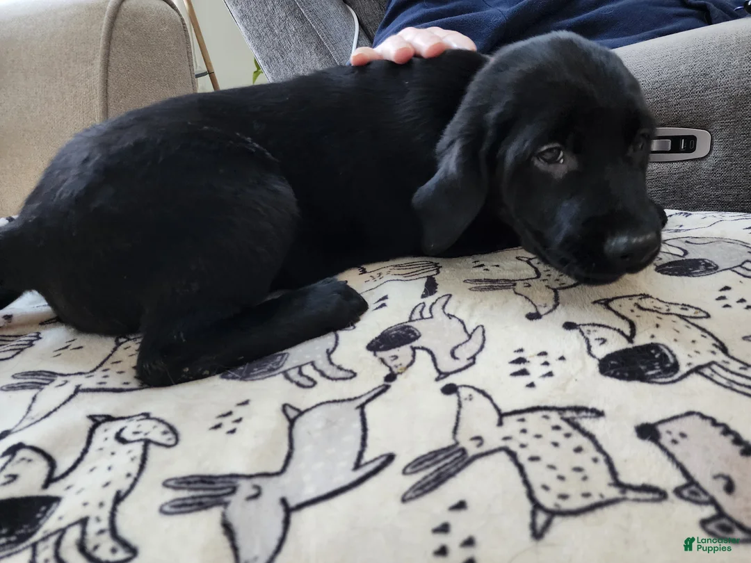 Goldador dogs for sale: Goldador Puppy 1 - Ad 1