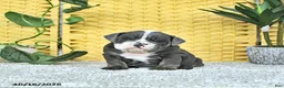 English Bulldog dogs for sale: Arlo - Ad 4