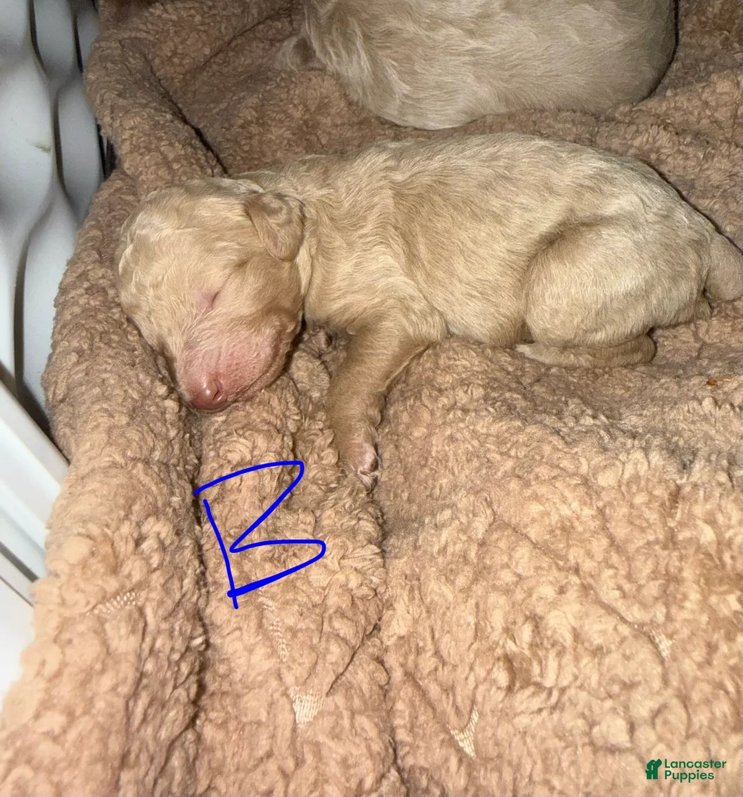 Standard Poodle dogs for sale: Standard Poodle Puppy 2 - Ad 2