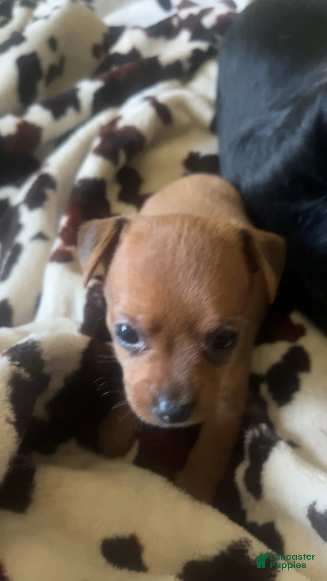 Mixed Breed dogs for sale: Mixed Breed 1 - Ad 1