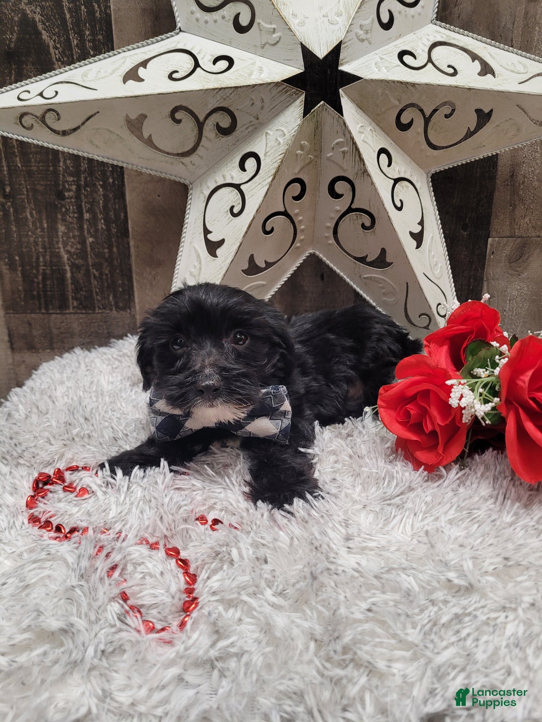 Mixed Breed dogs for sale: Muffin - Ad 4