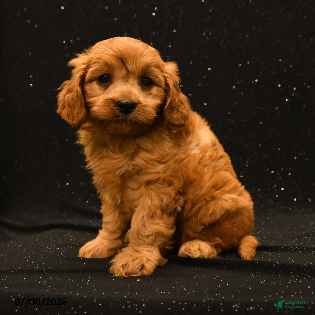 Cavapoo dogs for sale: Willow - Ad 1