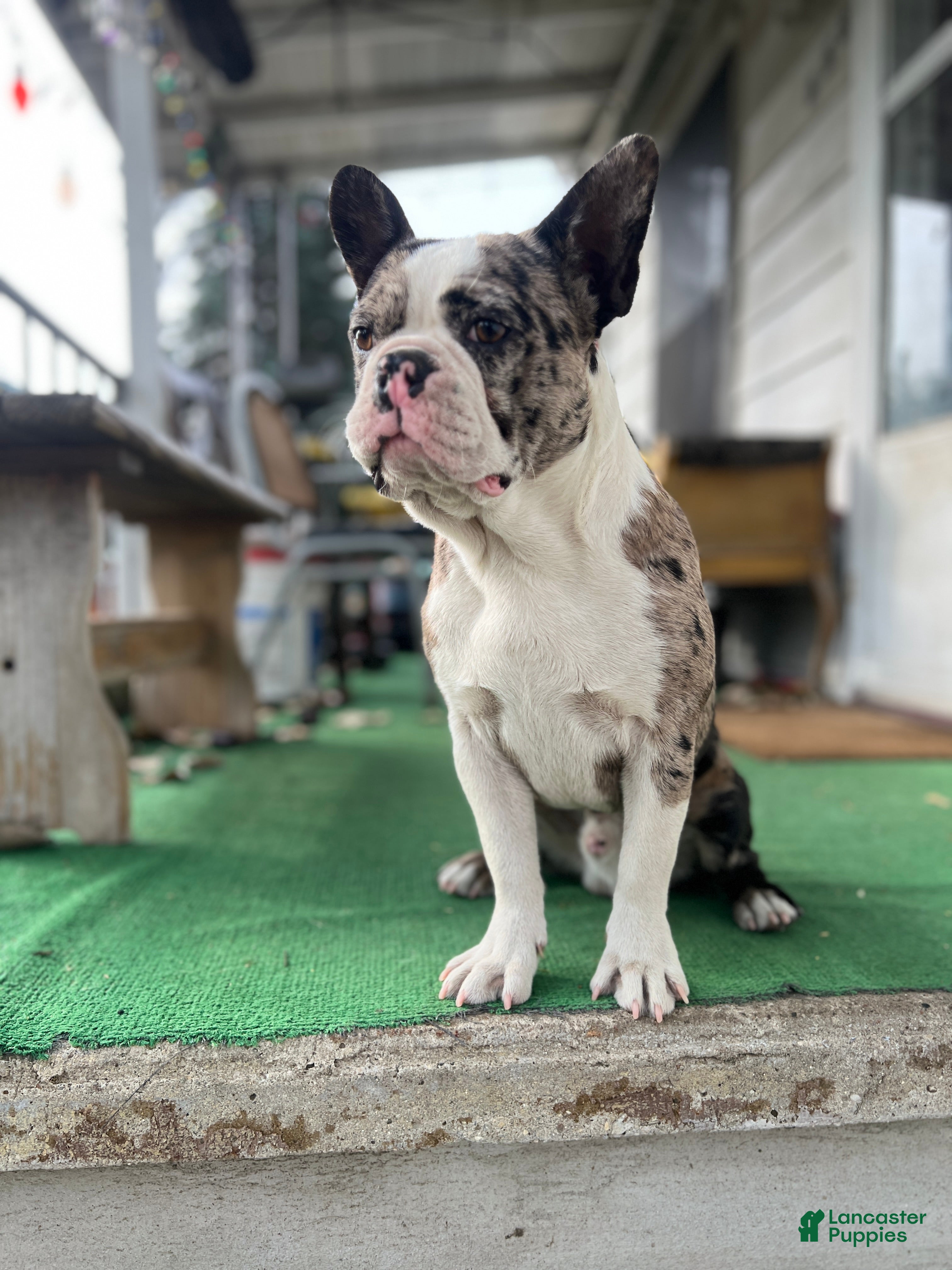 Bane (Mixed breed, Male) in Toledo, OH