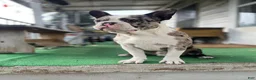 Mixed Breed dogs for sale: Bane - Ad 1