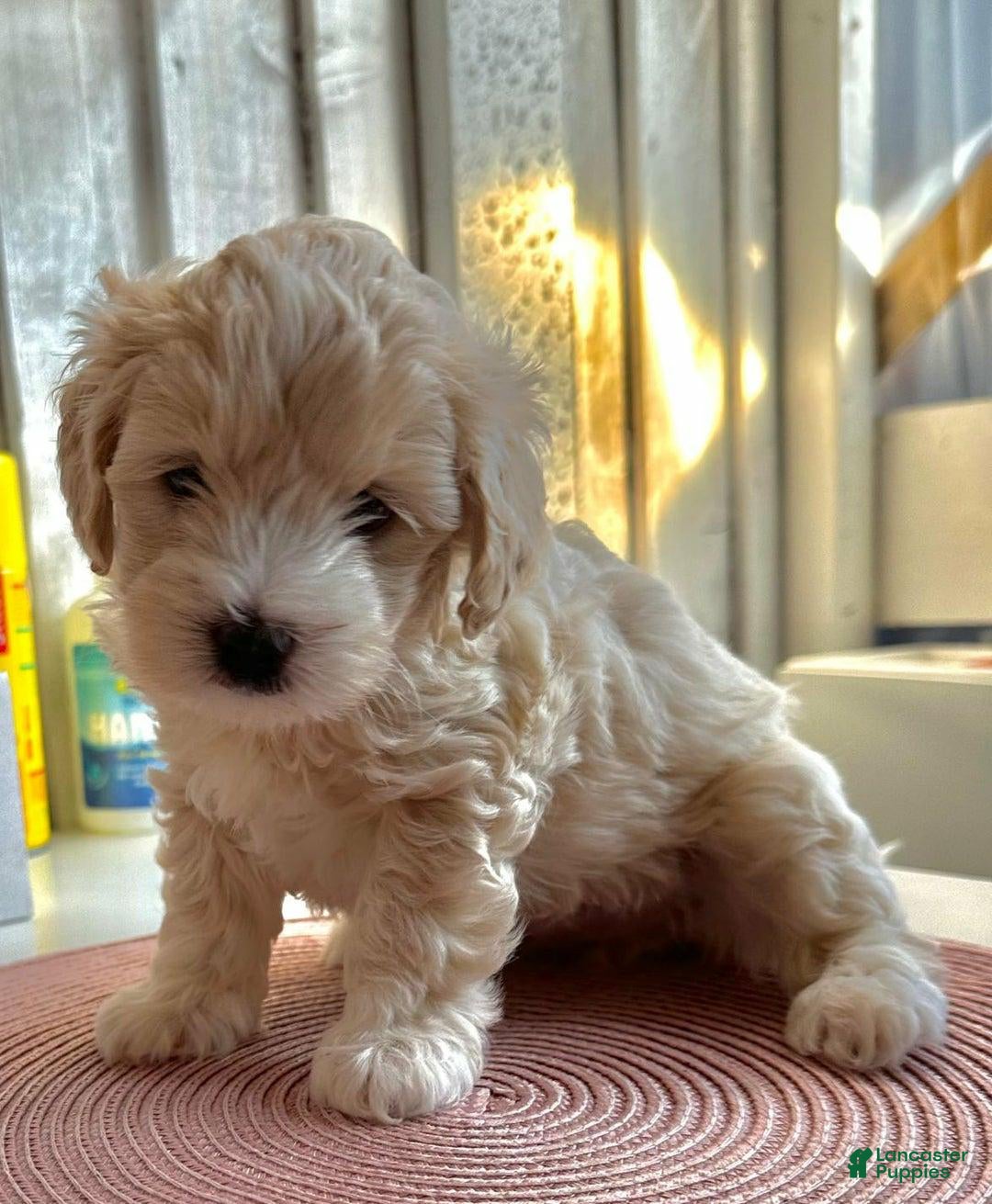 Maltipoo dogs Sally - Ad 2