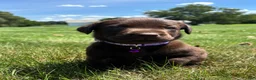 Labrador Retriever dogs for sale: Hazel - Ad 4