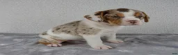 Beabull dogs for sale: Willow - Ad 2