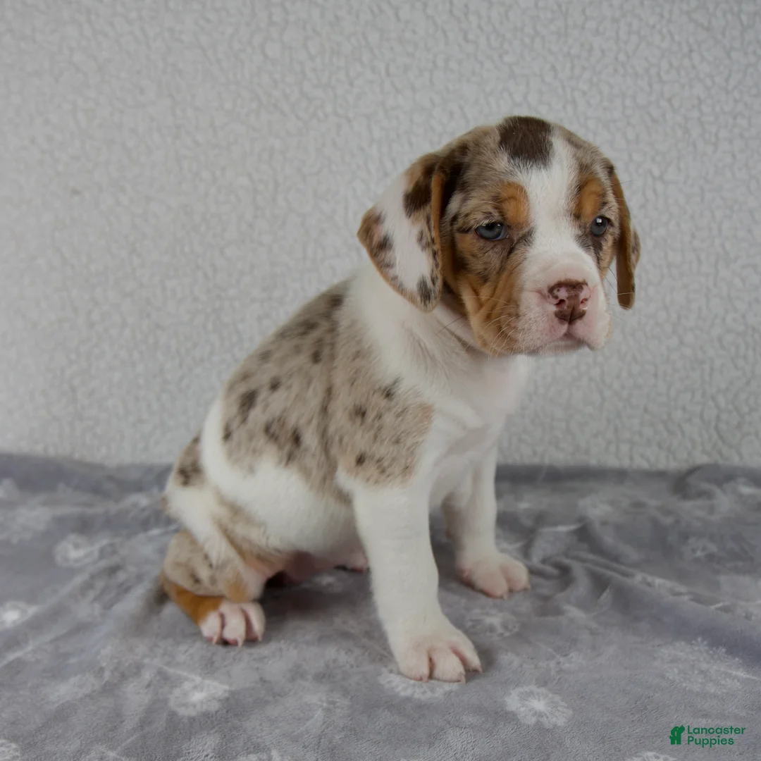 Beabull dogs for sale: Willow - Ad 2