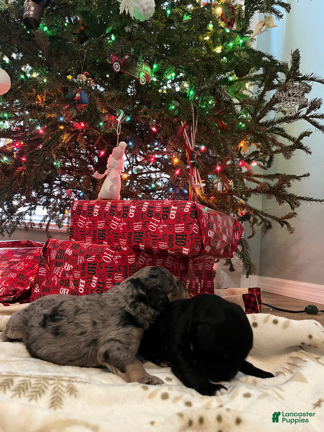 Goldendoodle dogs for sale: Goldendoodle Puppy 3 - Ad 3