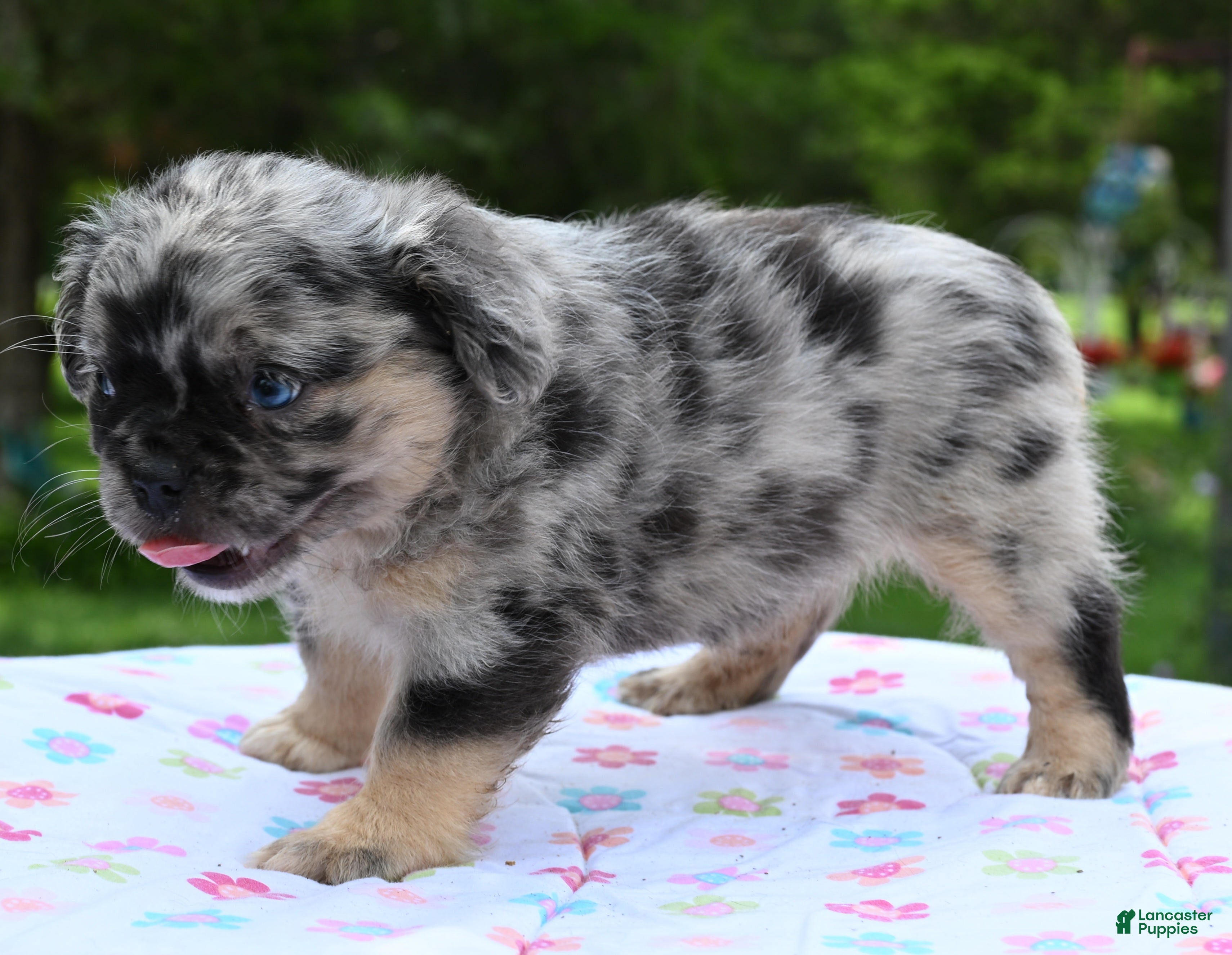 Mixed breed
