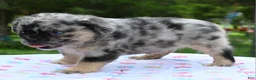 Mixed Breed dogs for sale: Ruby blue eyes merle - Ad 23