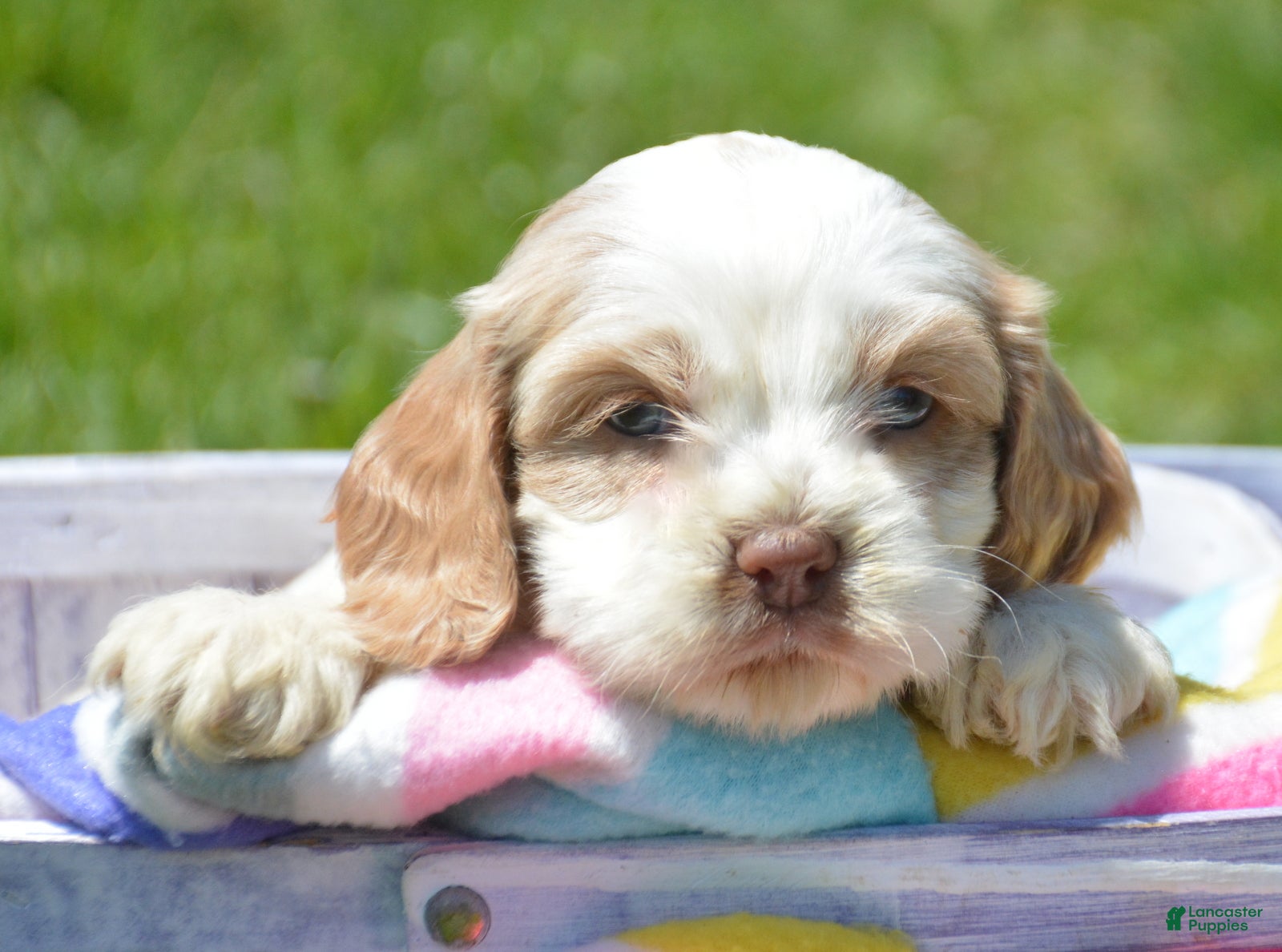 Cockapoo dogs Cockapoo Carla - Ad 15