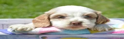 Cockapoo dogs for sale: Cockapoo Carla - Ad 3