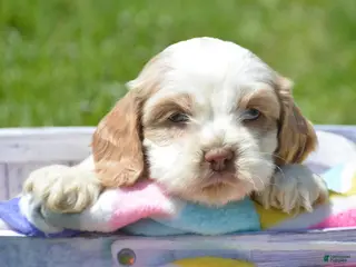 Cockapoo dogs Cockapoo Carla - Ad 19