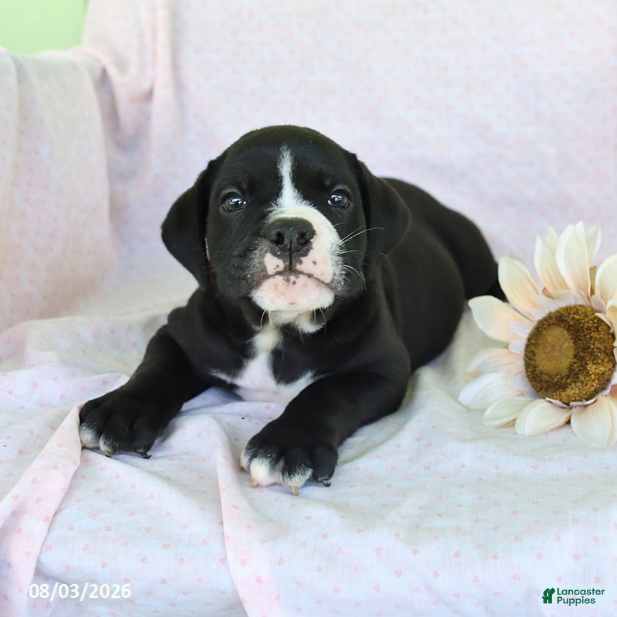 Olde English Bulldogge dogs Diesel - Ad 2