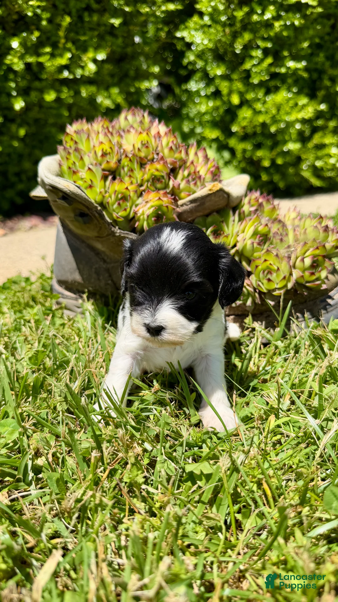 Cavapoo dogs for sale: Daisy - Ad 4