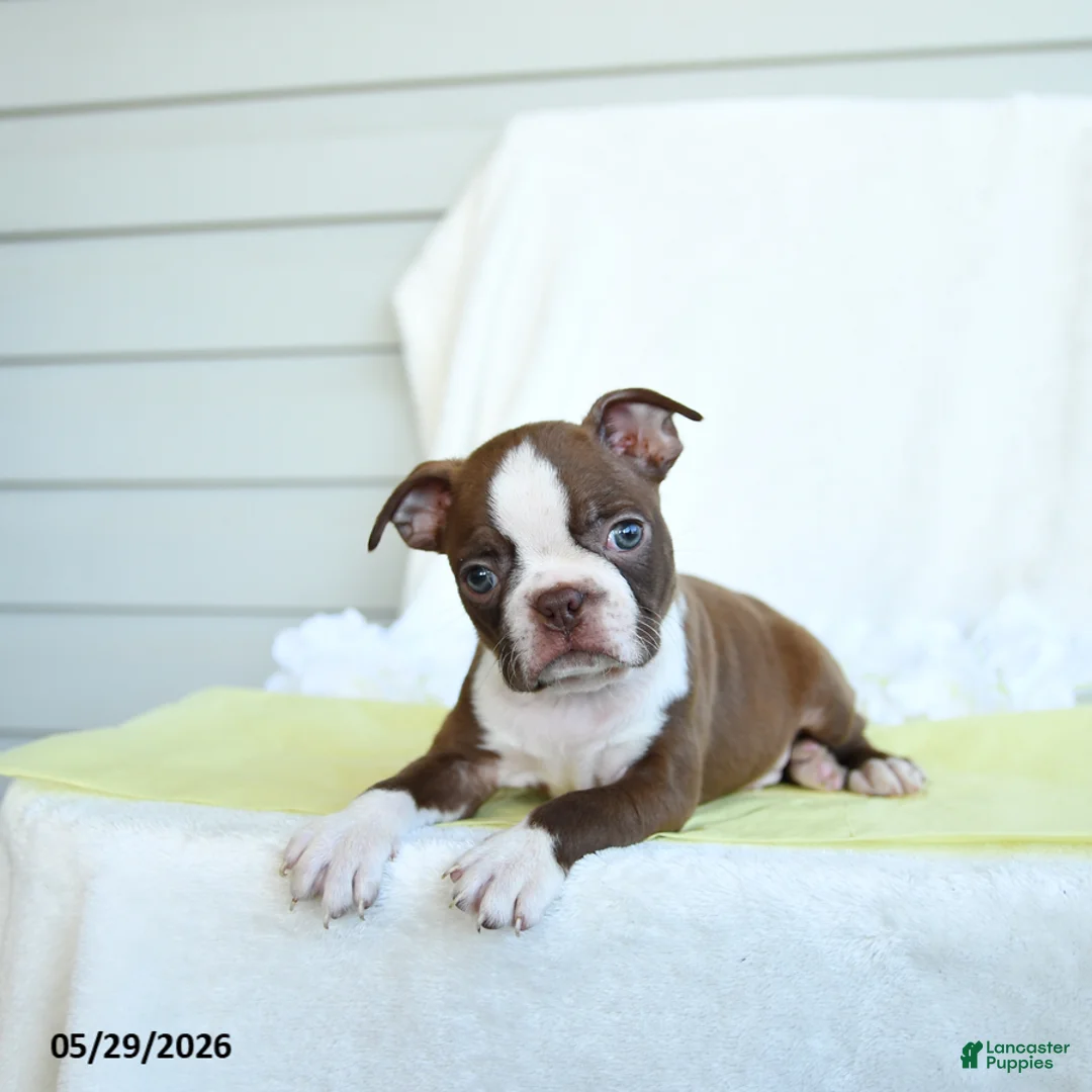 Boston Terrier dogs for sale: Nate - Ad 2