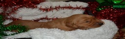 Golden Retriever dogs for sale: Ruby - Ad 3