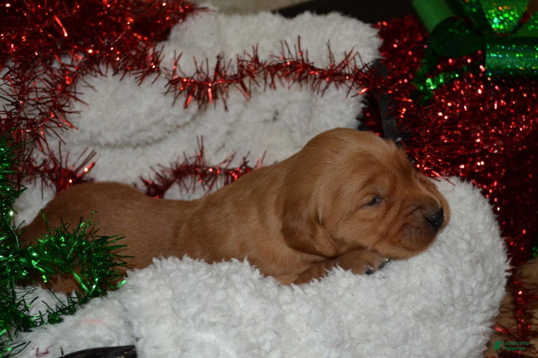 Golden Retriever dogs for sale: Ruby - Ad 3