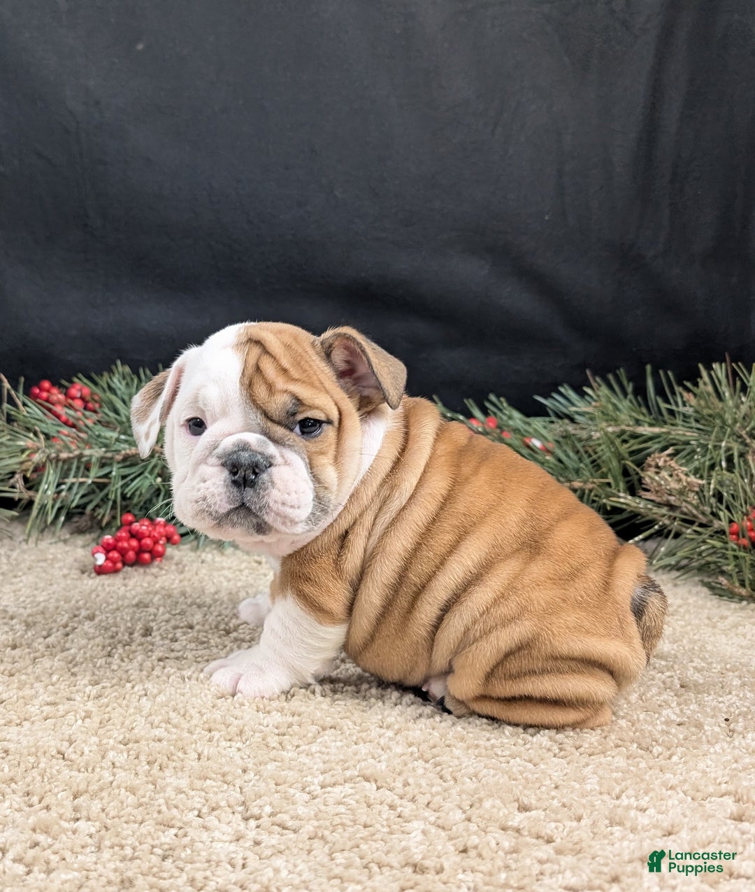 English Bulldog dogs for sale: BJ - Ad 6