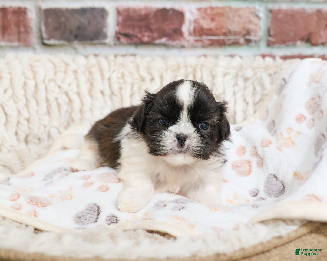 Shih Tzu dogs for sale: Aztec - Ad 3