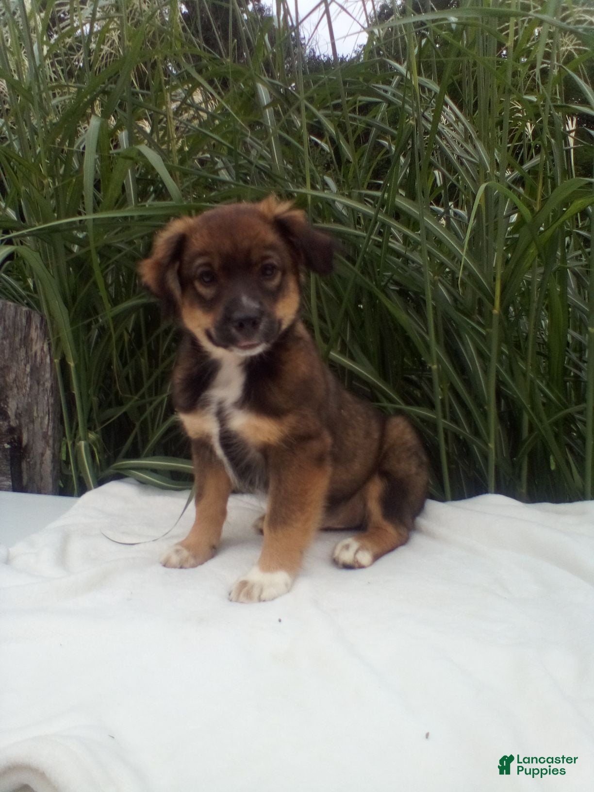 Miniature Australian Shepherd dogs Lila - Ad 1