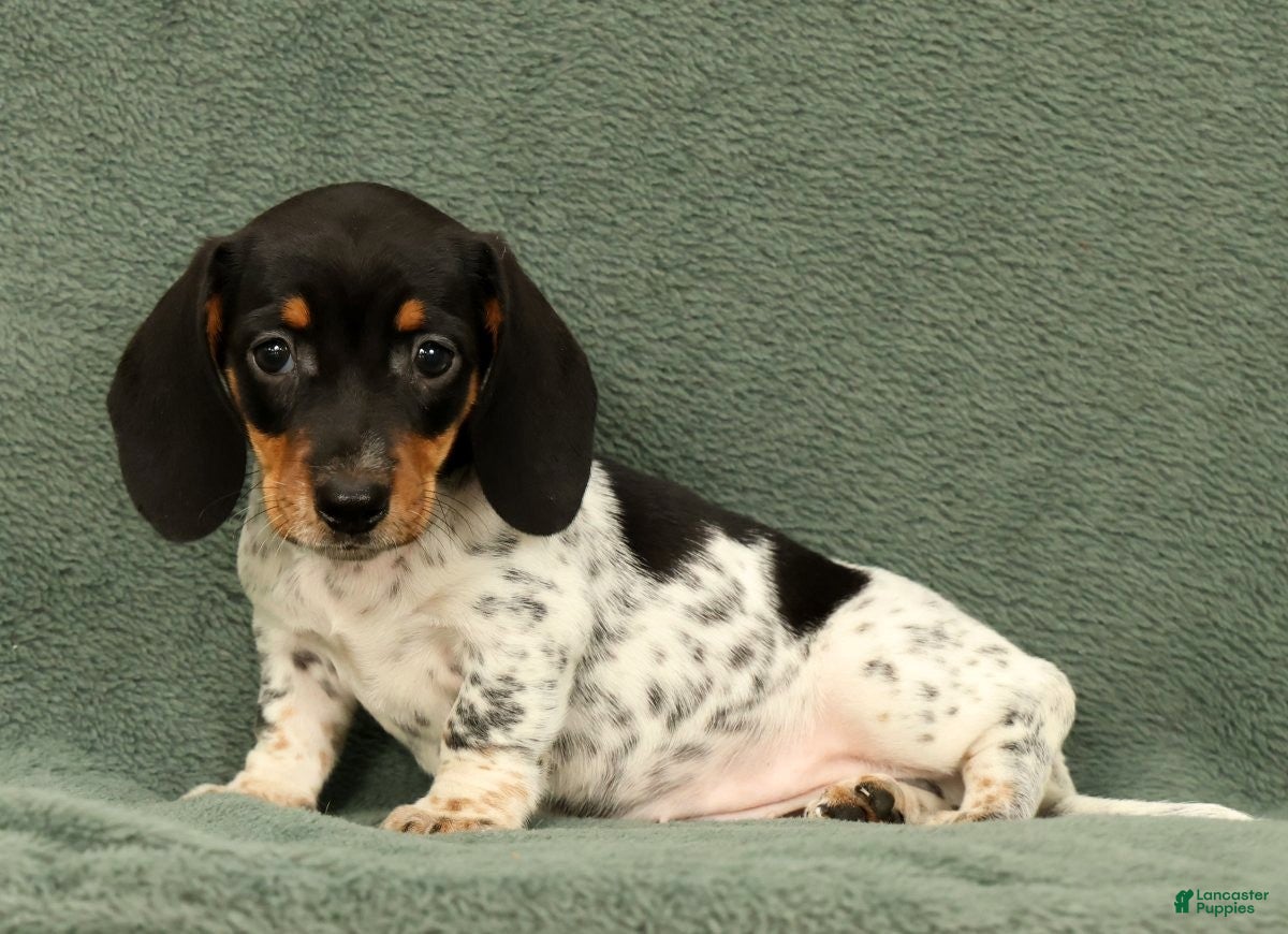 Miniature Dachshund dogs Clem - Ad 2