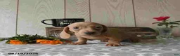 Miniature Dachshund dogs for sale: Rex - Ad 15