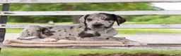 Great Dane dogs for sale: Griffin - Ad 2