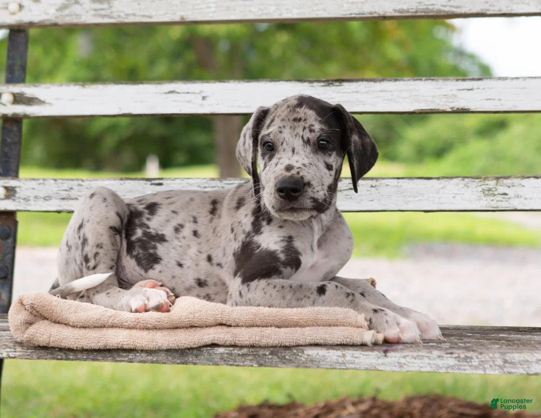 Great Dane dogs for sale: Griffin - Ad 2