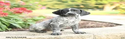 German Shorthaired Pointer dogs for sale: Anna - Ad 1