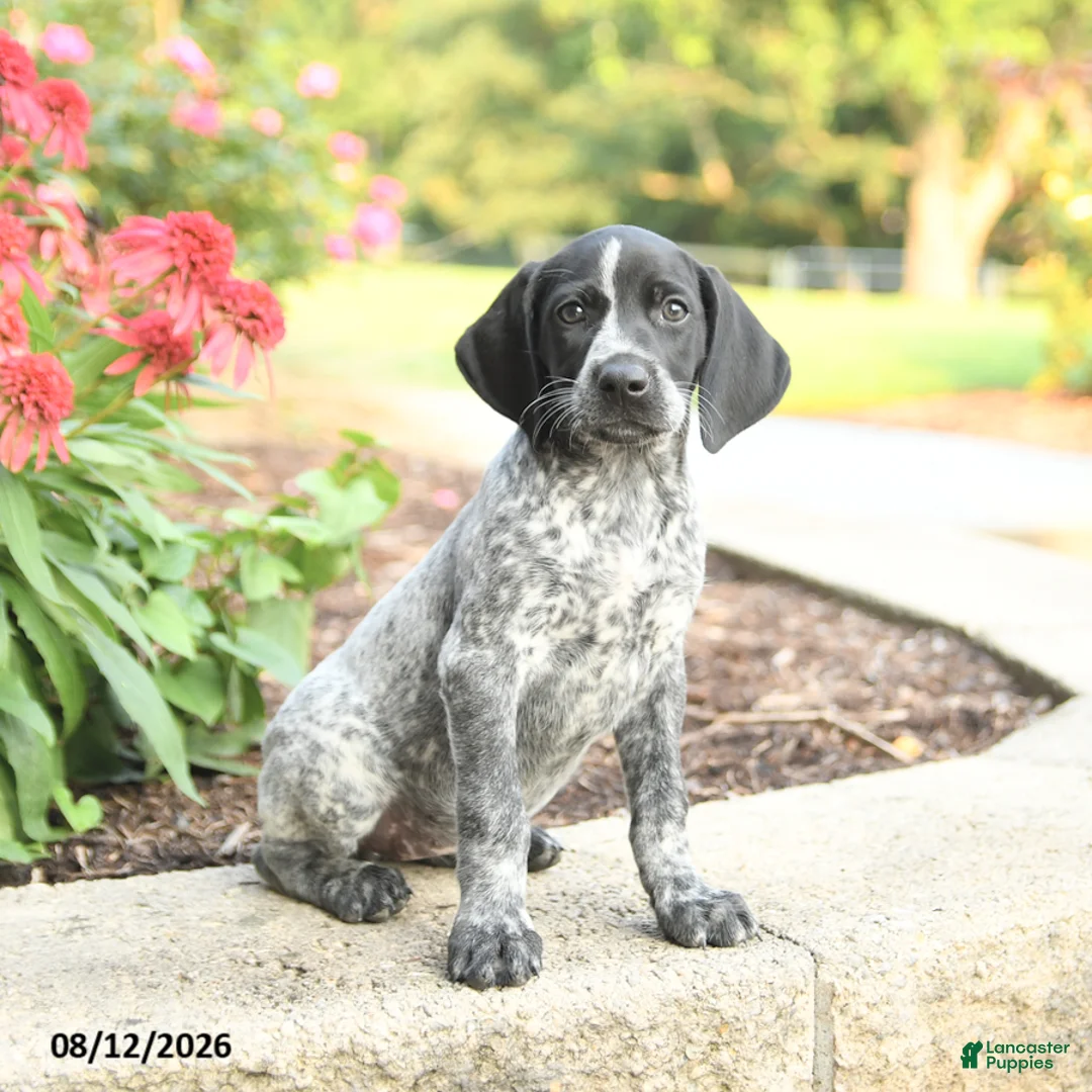 German Shorthaired Pointer dogs for sale: Anna - Ad 1