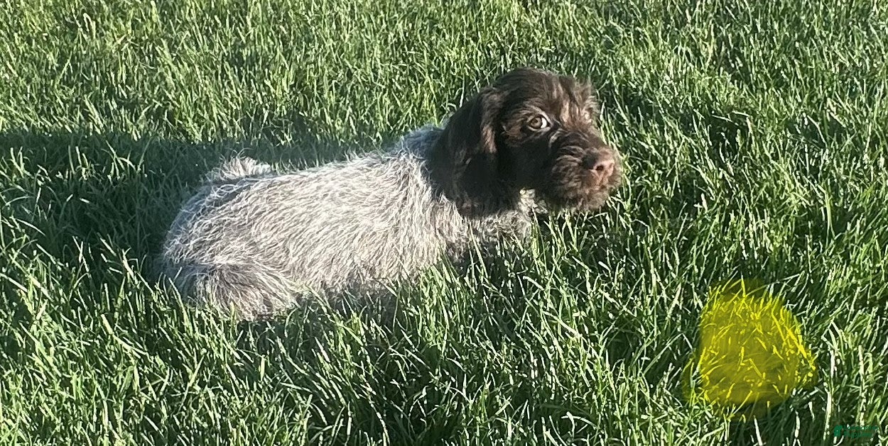 Wirehaired Pointing Griffon dogs Wirehaired Pointing Griffon ; "Yellow Collar". - Ad 1