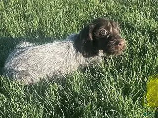 Wirehaired Pointing Griffon dogs Wirehaired Pointing Griffon ; "Yellow Collar". - Ad 1